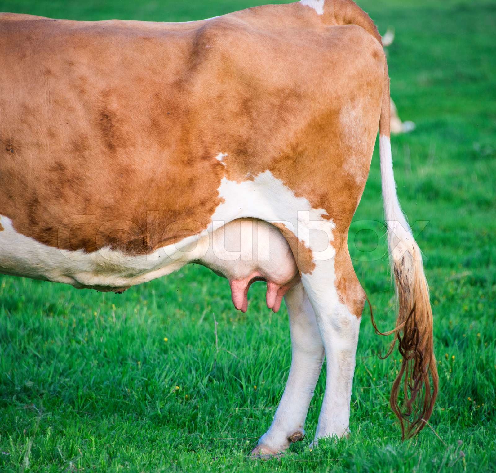 Haben Männliche Kühe Einen Euter
