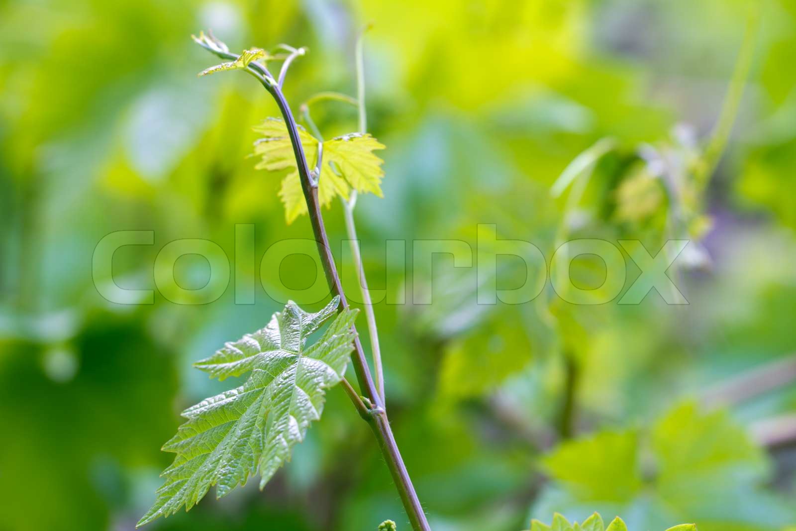 junge Triebe auf Trauben in der Natur | Stock Bild | Colourbox