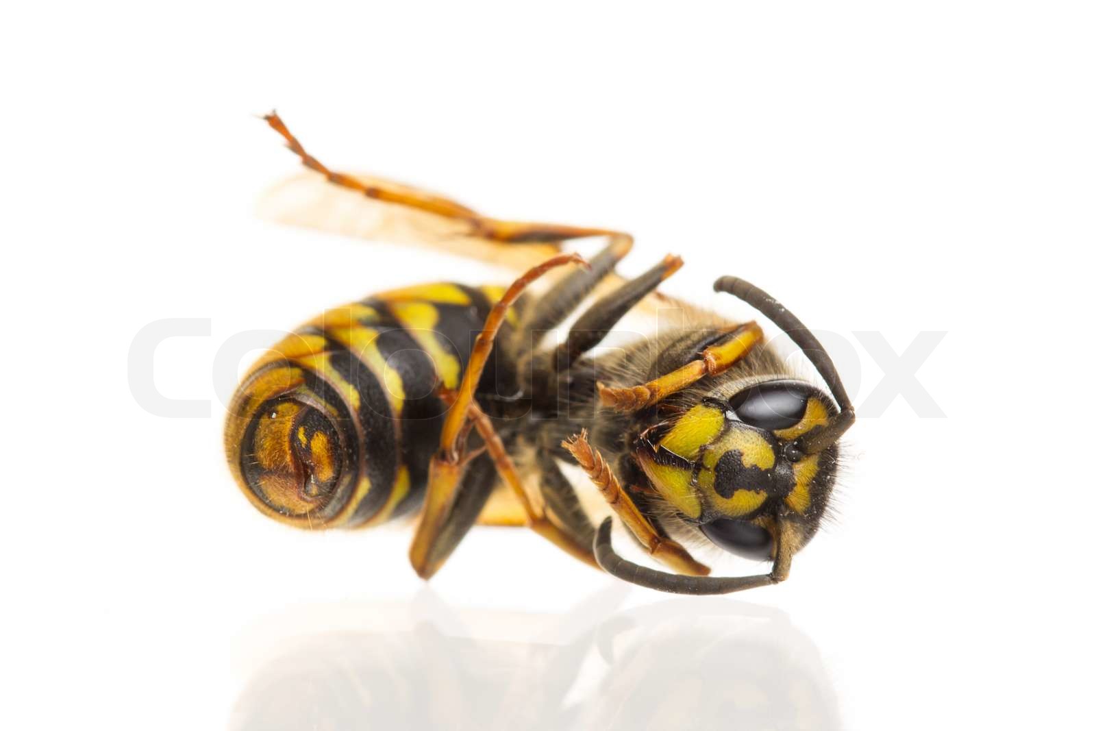 Makro af en død hveps Vespula vulgaris Stock foto Colourbox