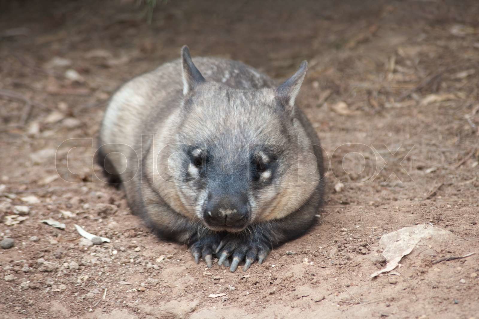 indfødte australske Wombat liggende og kigger ud for noget | Stock foto ...