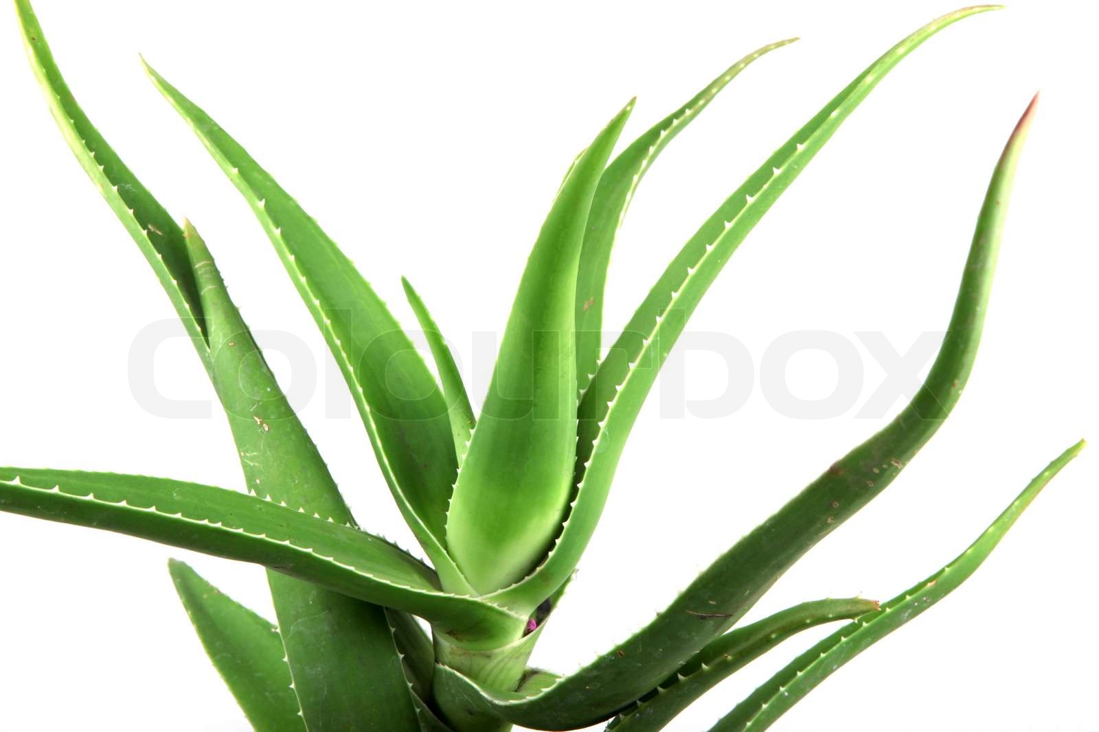 Aloe Vera Blätter detaillierte | Stock Bild | Colourbox