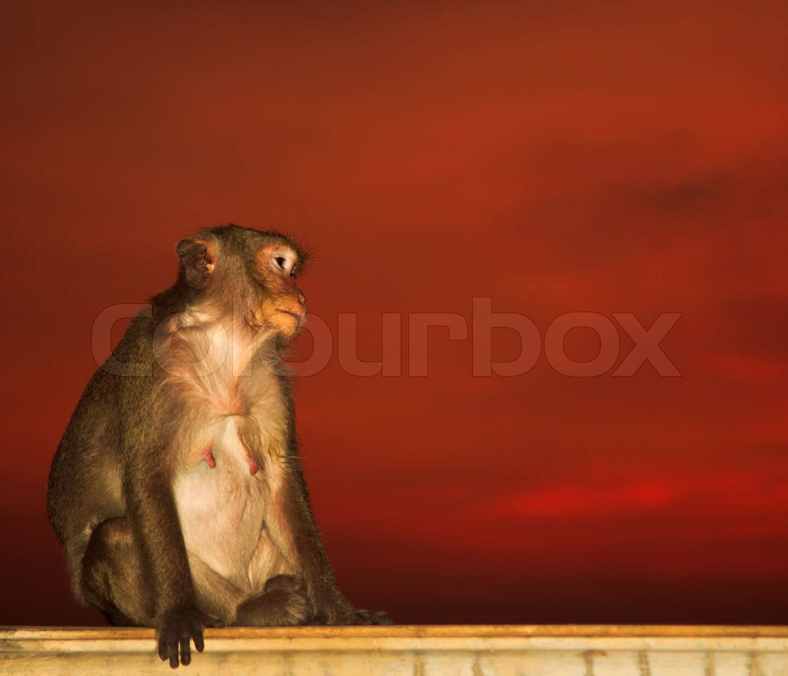 abe Stock foto Colourbox