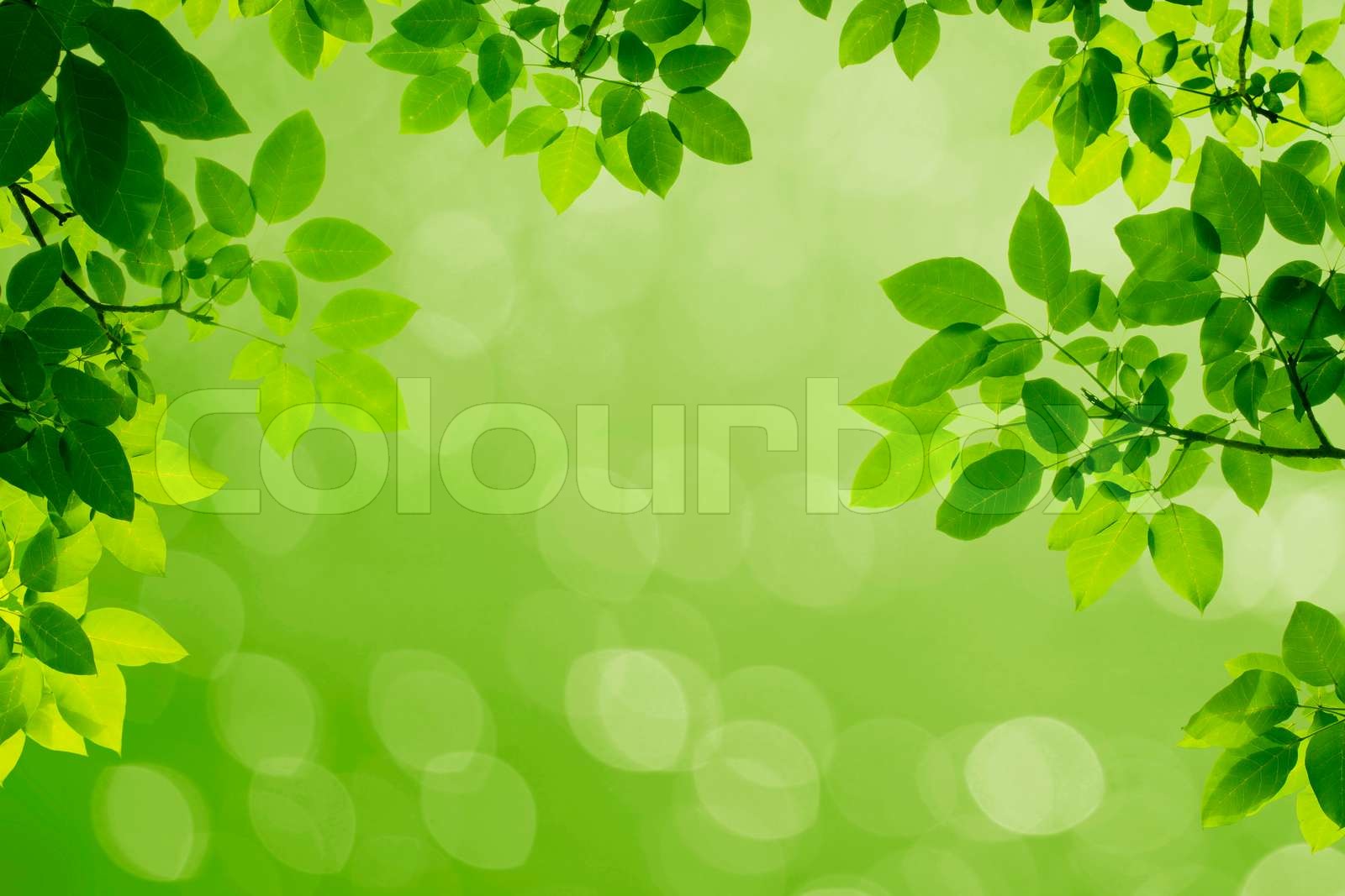 Light Green Leaf Background