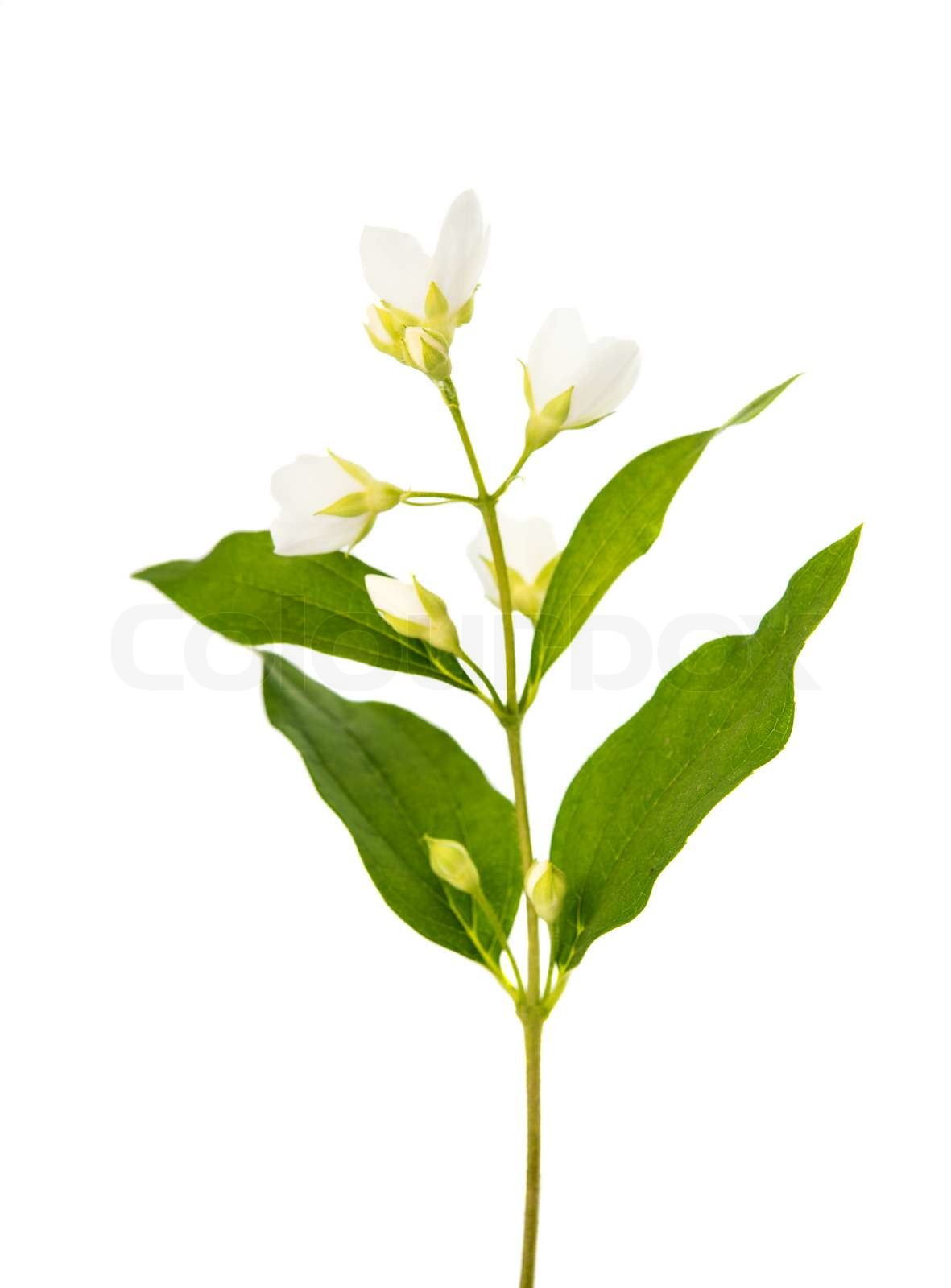 jasmin Stock foto Colourbox