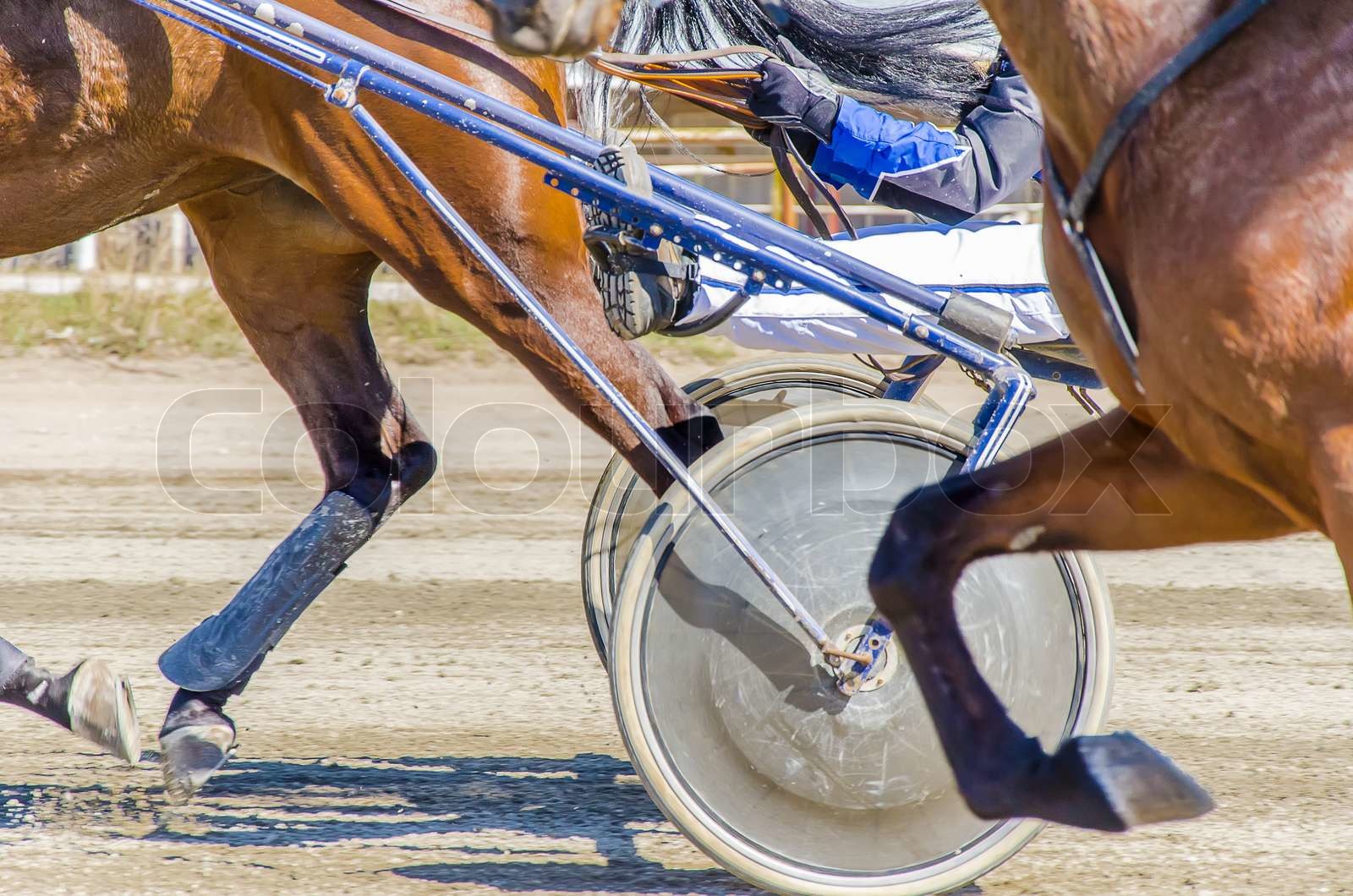 Harness racing Racing horses harnessed to lightweight strollers Stock