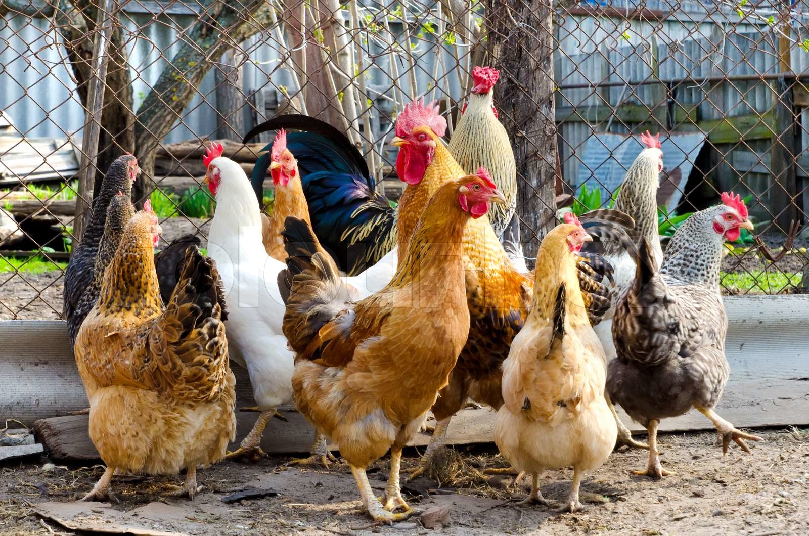Huhn auf einem Bauernhof Stock Bild Colourbox