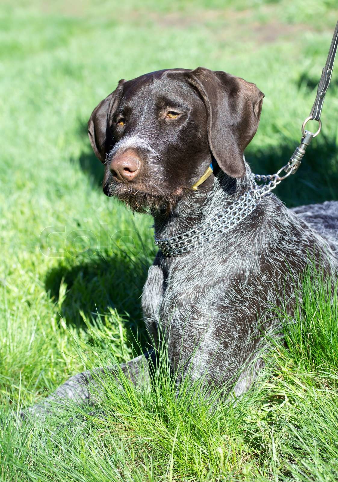 Zeiger Jagdhund von der Natur Stock Bild Colourbox Zeiger Jagdhund von der Natur Stock Bild Colourbox
