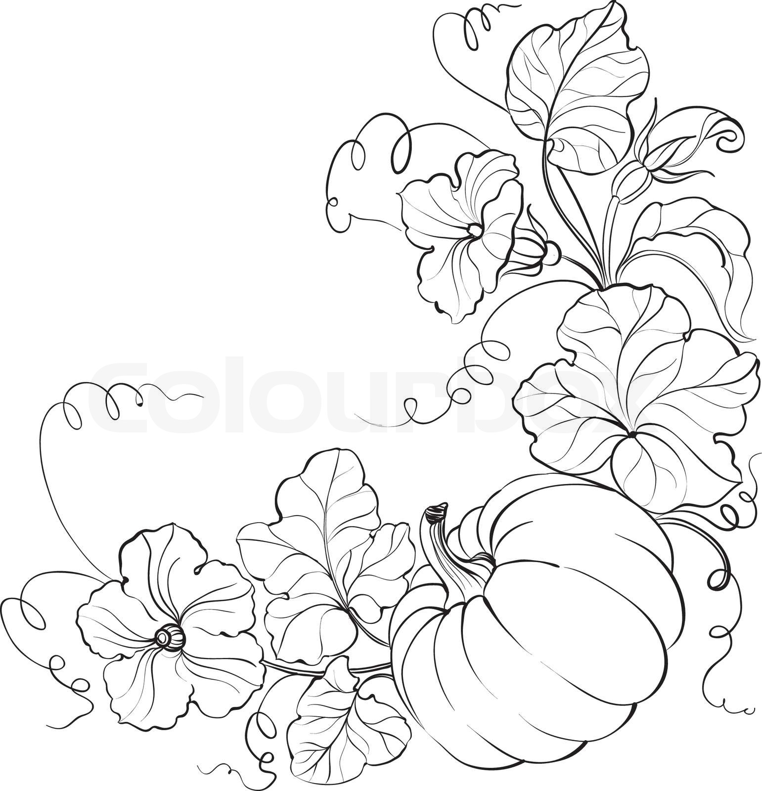 Pumpkin vegetable | Stock vector | Colourbox