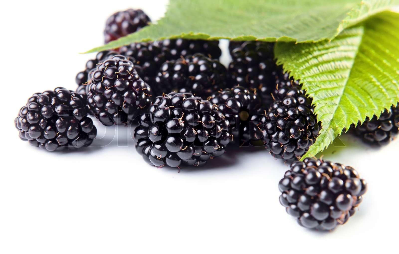 Blackberry Stock Image Colourbox
