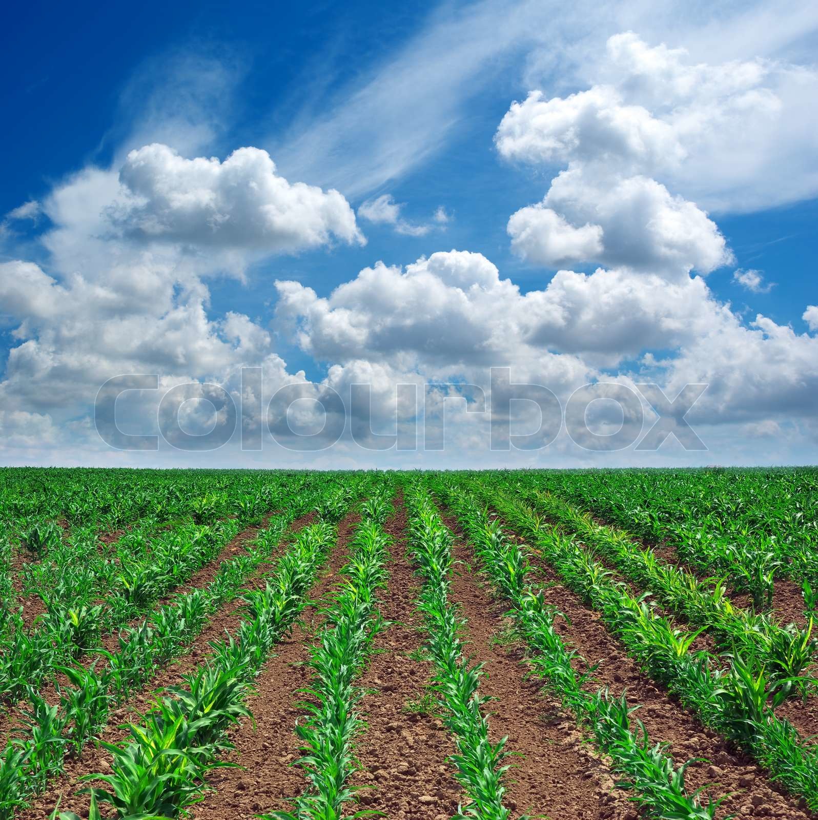 Green Meadow Of Rows Stock Image Colourbox