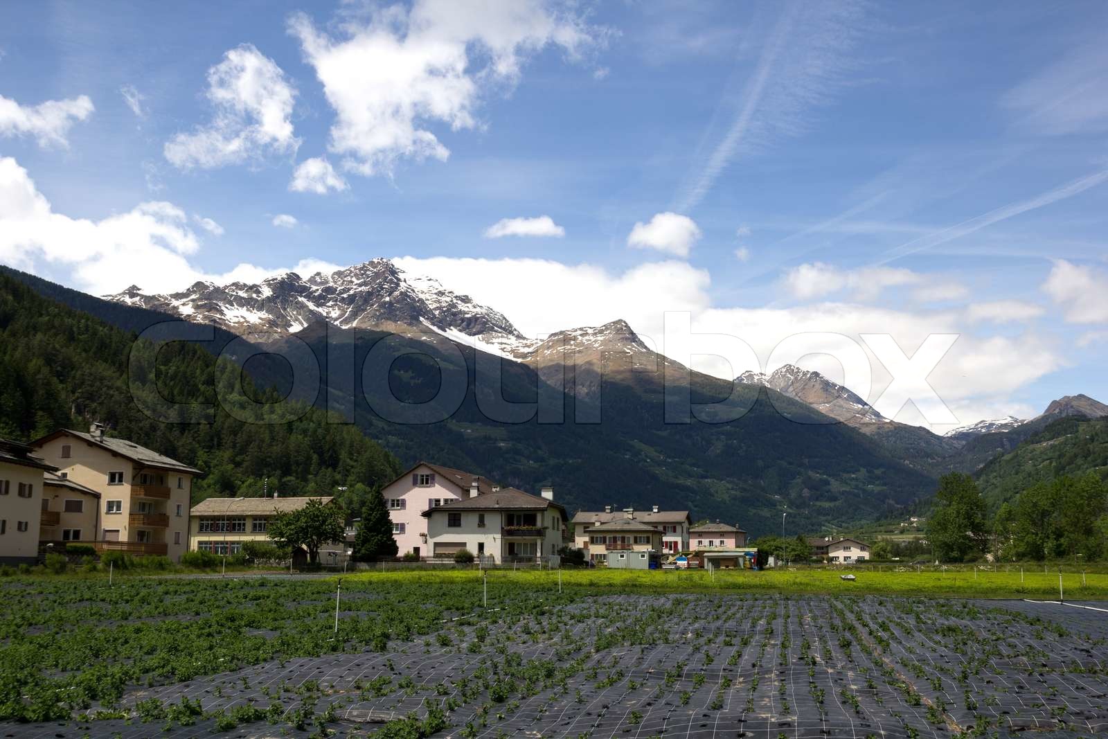 agriculture in Switzerland Stock image Colourbox