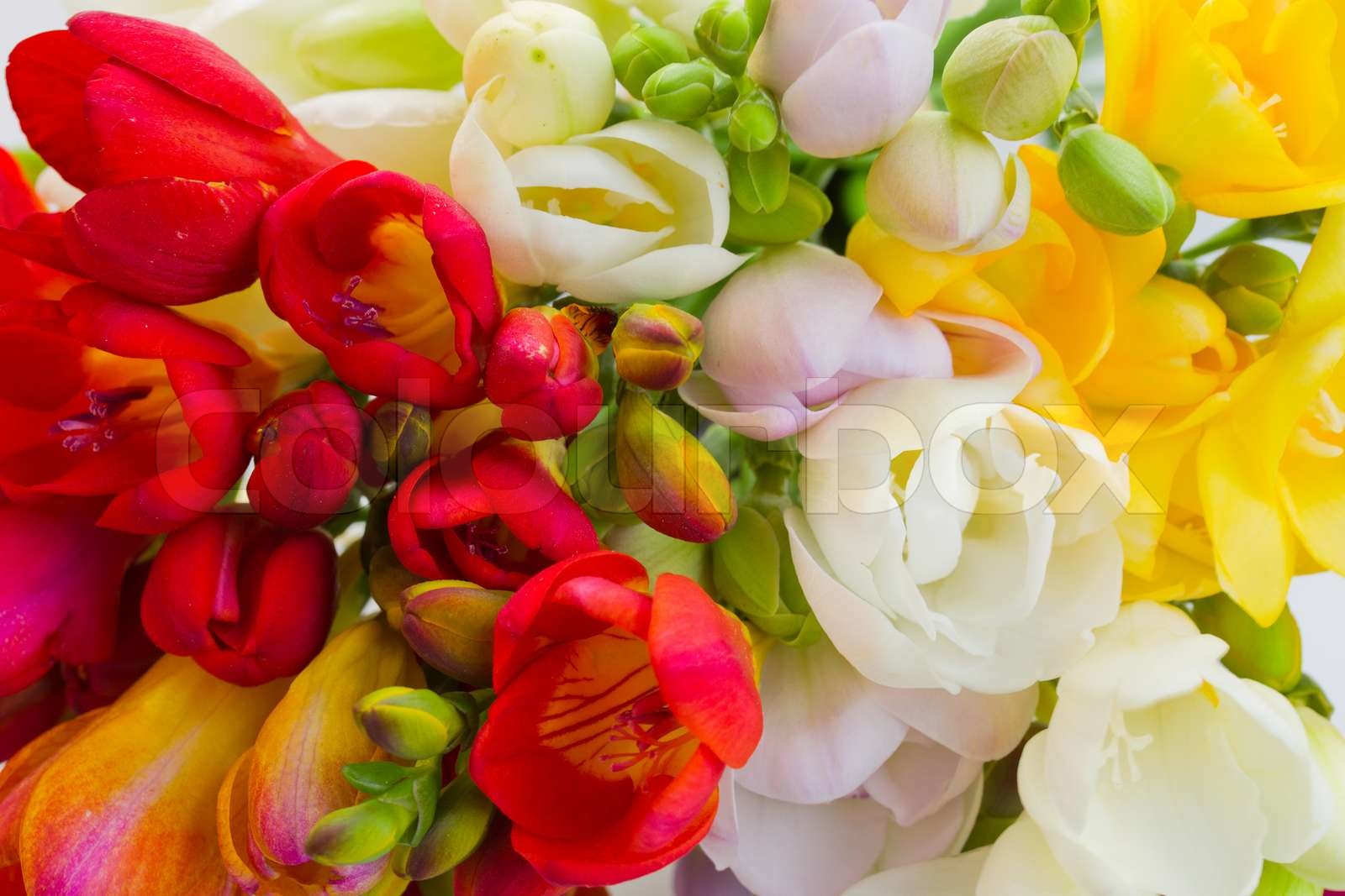 blooming flowers | Stock image | Colourbox