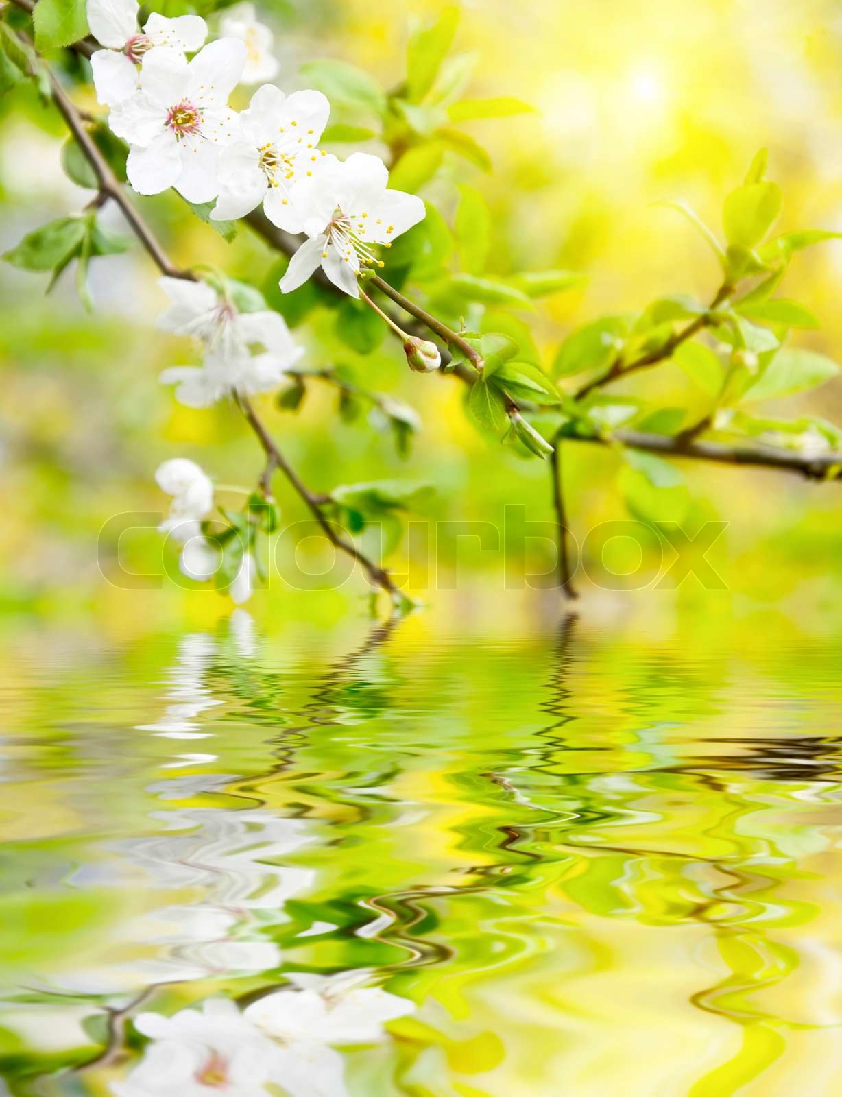 spring flowers | Stock image | Colourbox