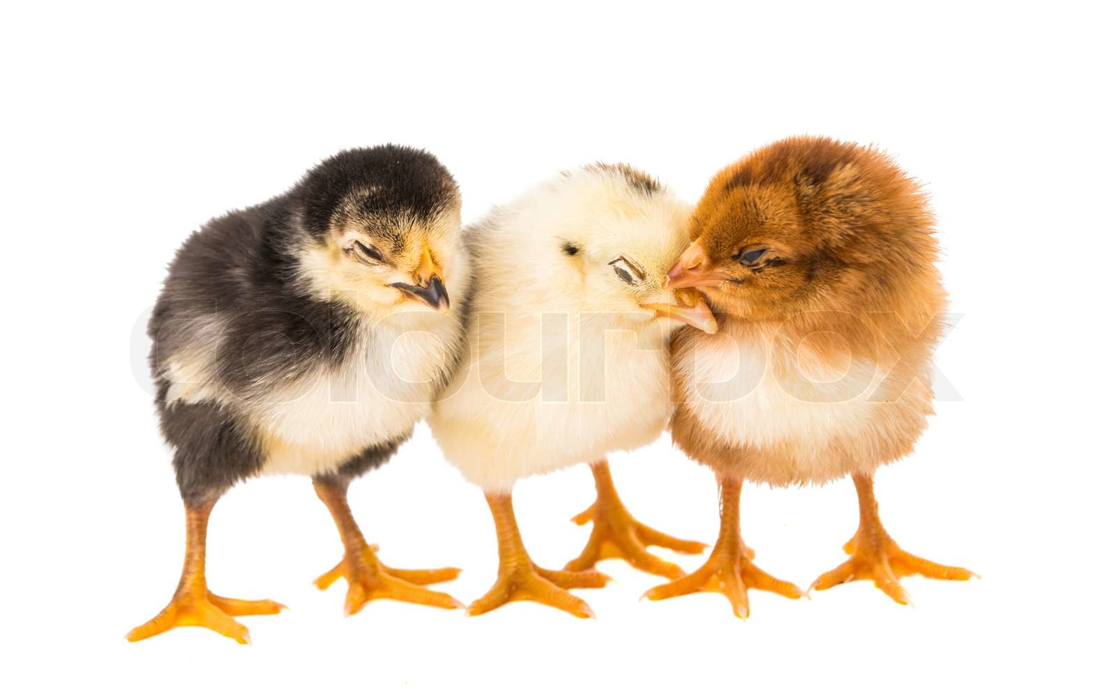 Little newborn baby chicken | Stock image | Colourbox
