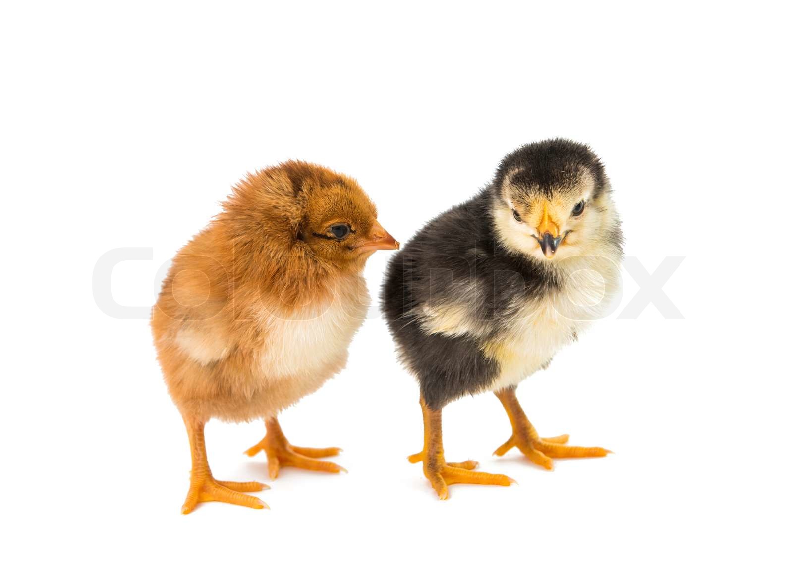 Little newborn baby chicken | Stock image | Colourbox