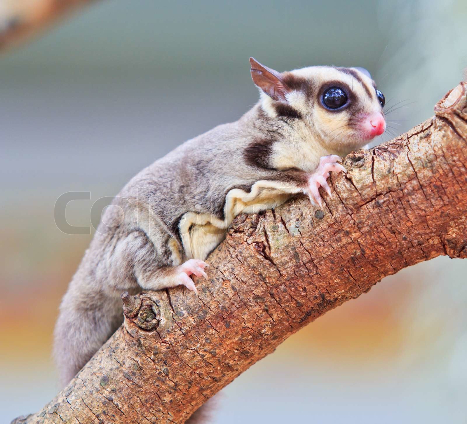 sugar glider Stock image Colourbox