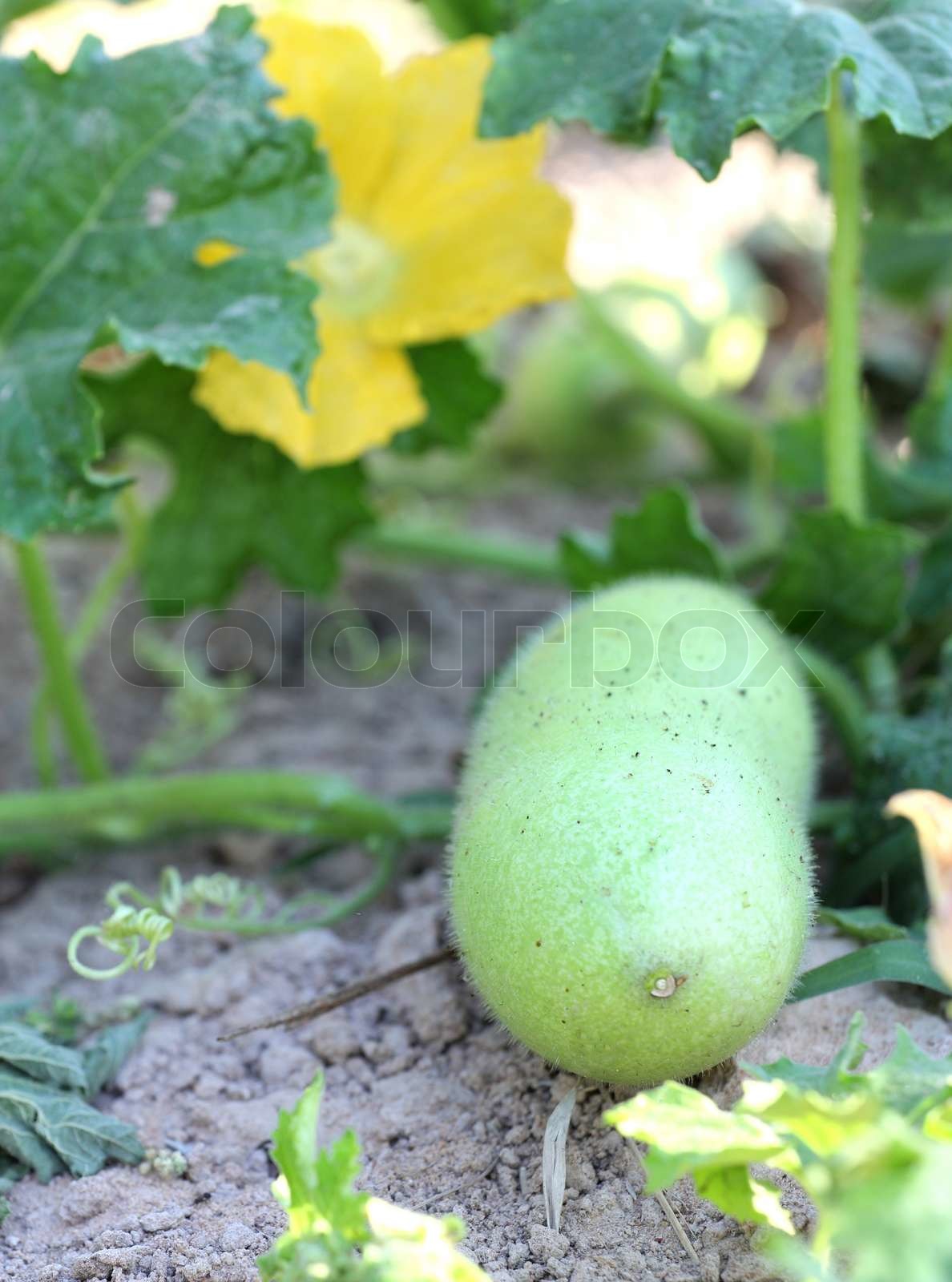 Ash Gourd | Stock image | Colourbox