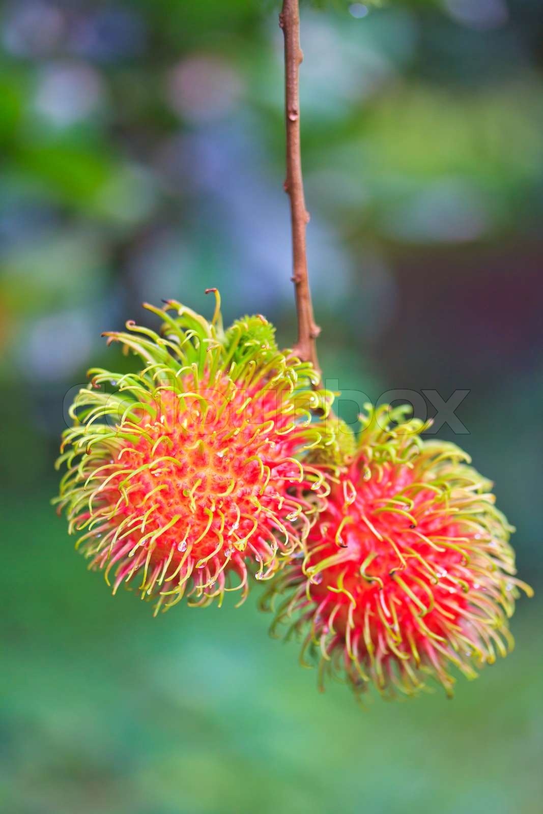 Fresh rambutan from orchard on the eastern part Thailand | Stock image