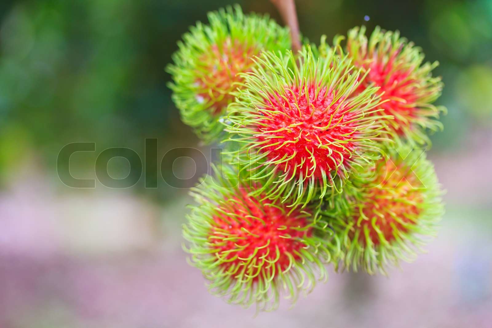 Fresh rambutan from orchard on the eastern part Thailand | Stock image