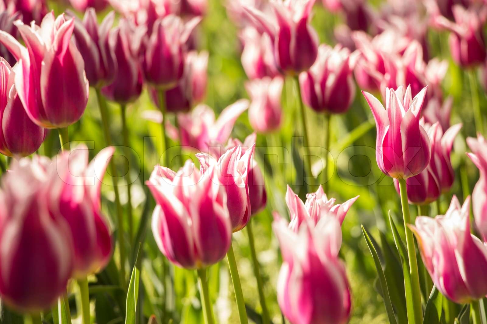 Purple Tulip | Stock image | Colourbox