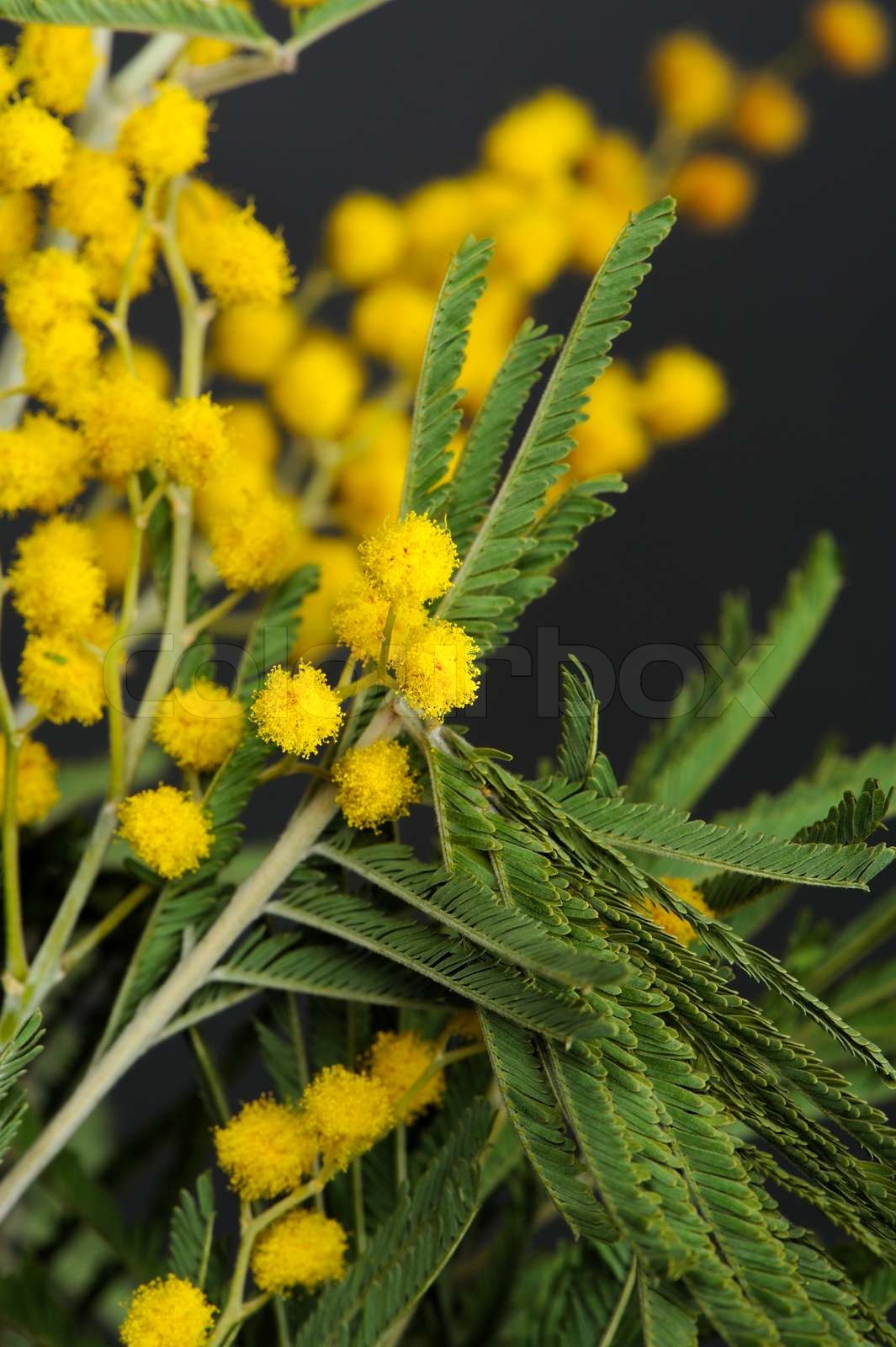 Gelb Acacia Mimosa Blumen und Blätter Nahaufnahme Stock Bild Colourbox