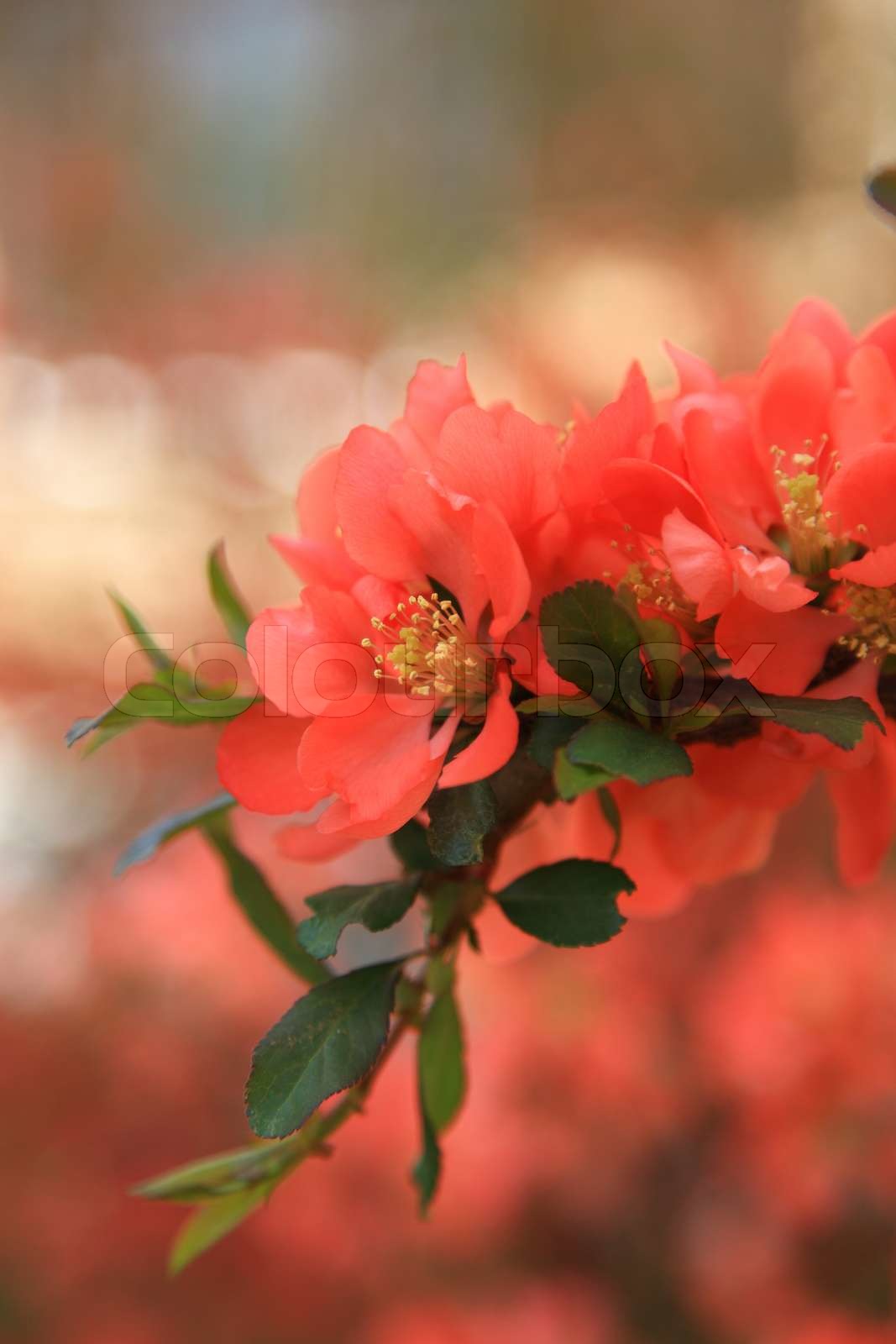 Japanese flowering quince branches | Stock image | Colourbox