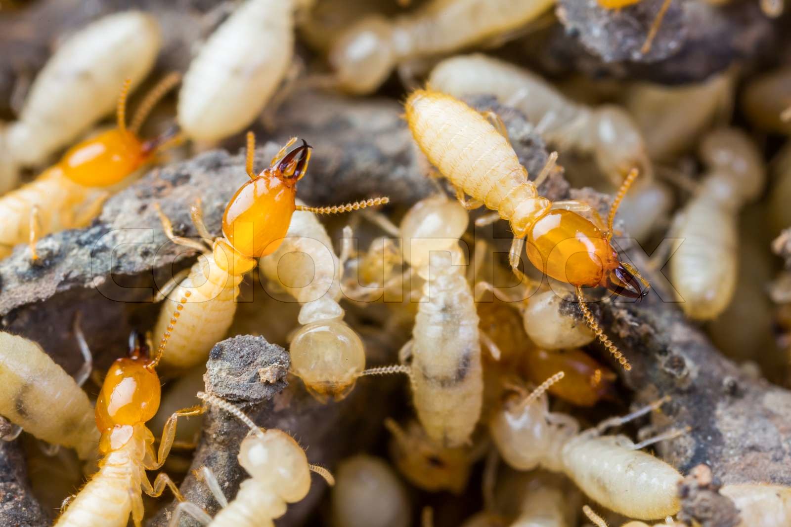Unterschied Zwischen Termiten Und Ameisen Termite oder weißen Ameisen | Stock Bild | Colourbox