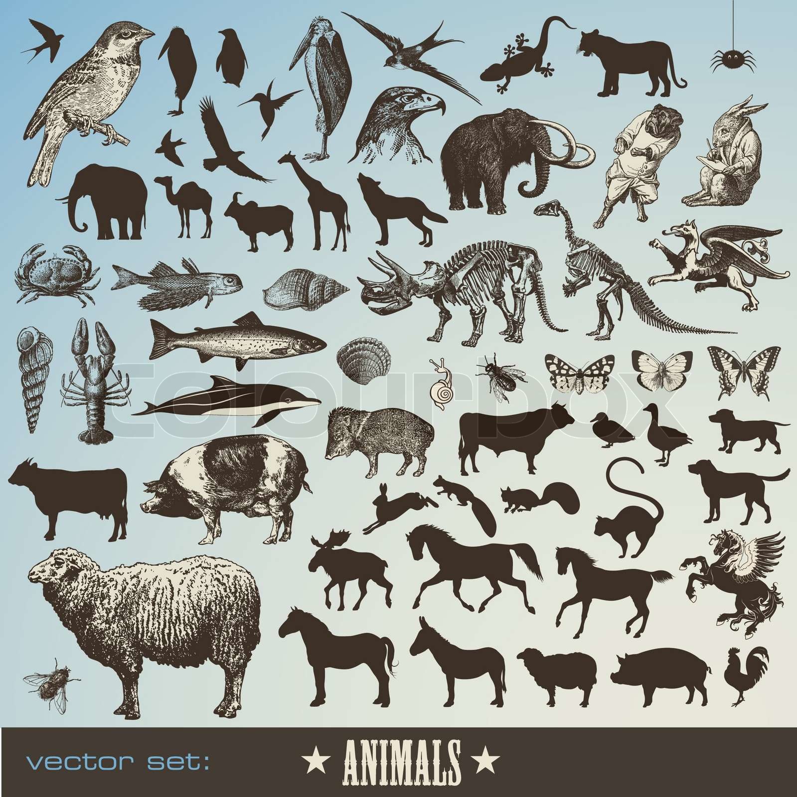 Animals Set Stock Vector Colourbox