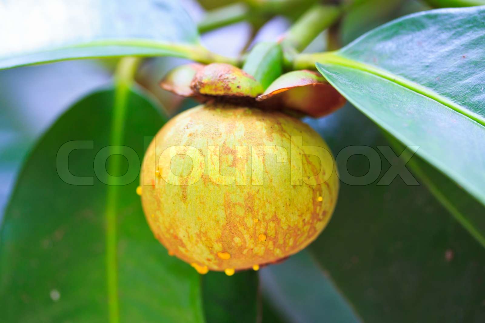 mangosteen Stock image Colourbox