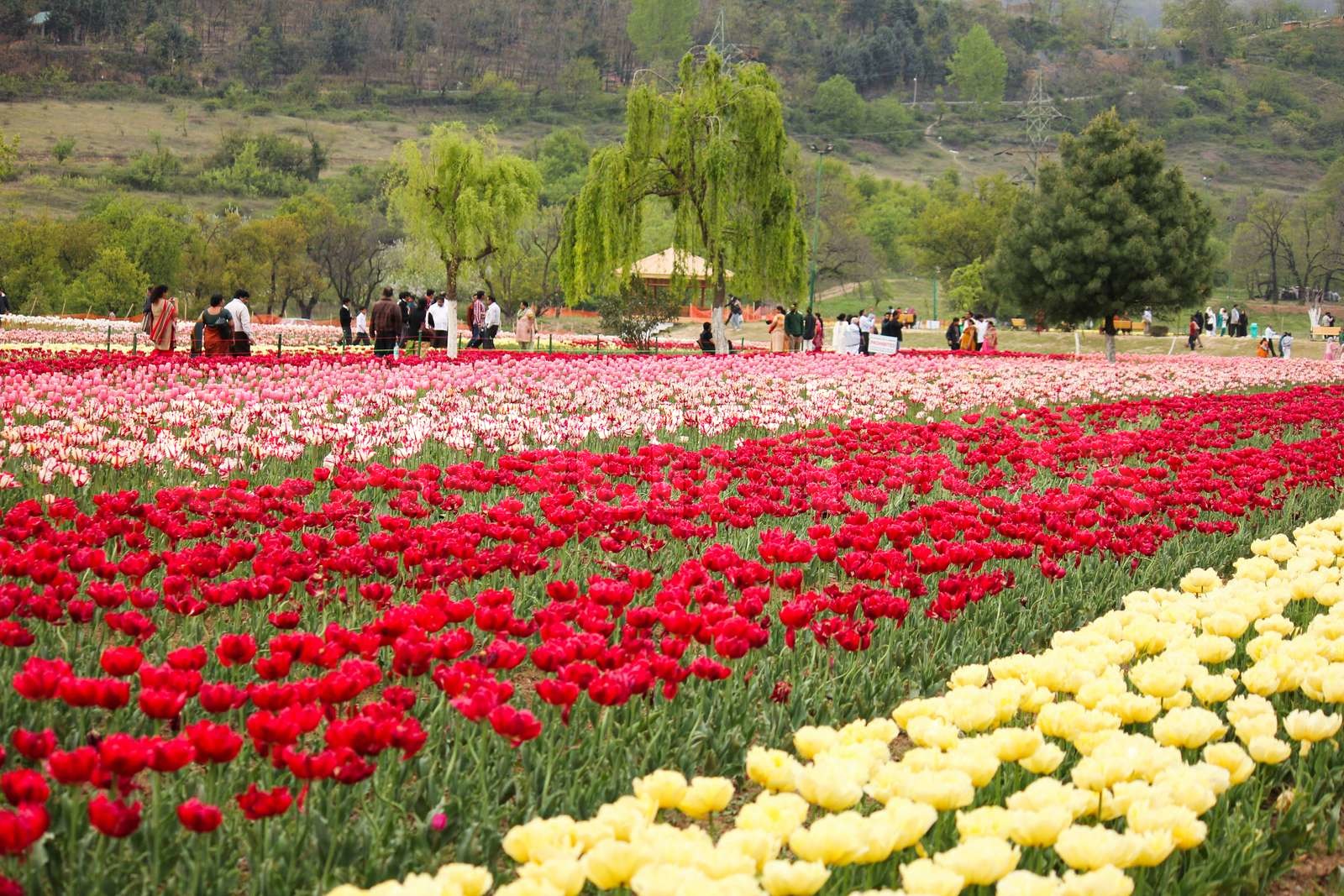 tulip field in kashmir, india Stock image Colourbox