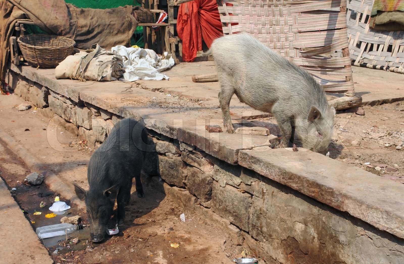 pigs in India | Stock image | Colourbox