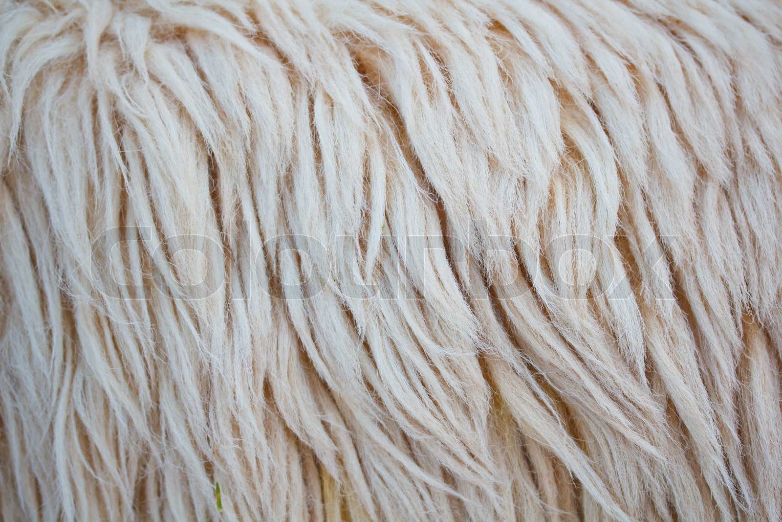 Nahaufnahme Schaffell Textur Hintergrund | Stock Bild | Colourbox