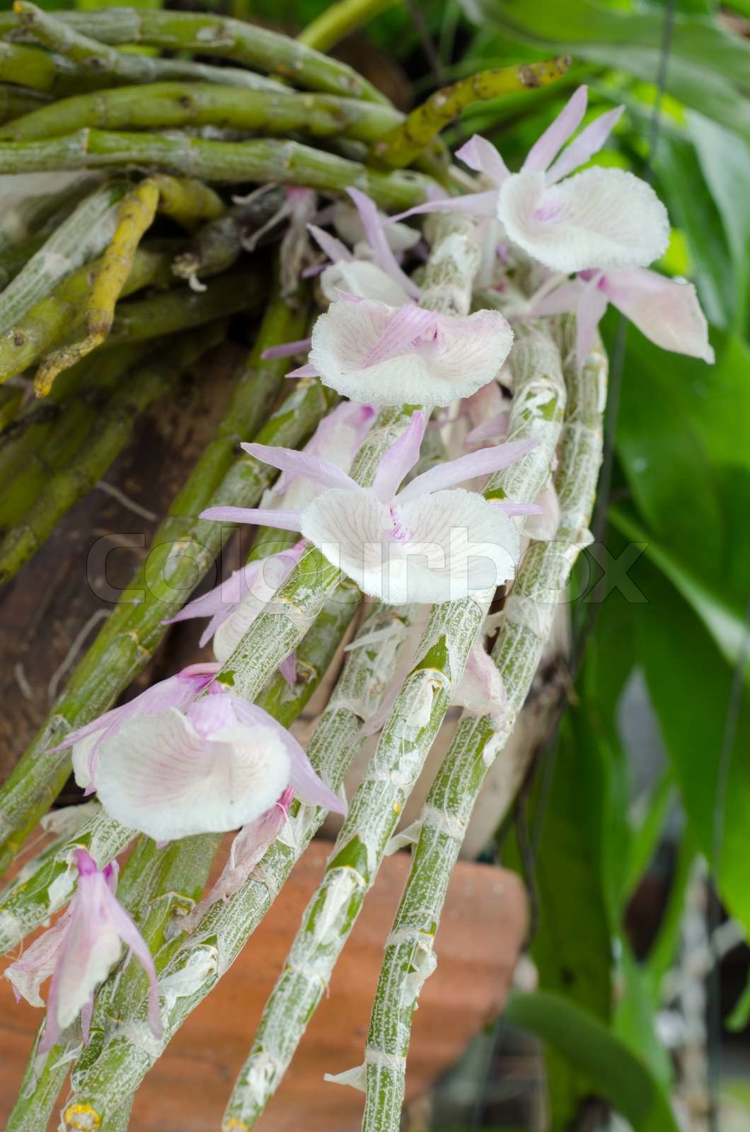 dendrobium orchid ,dendrobium primulinum | Stock image | Colourbox