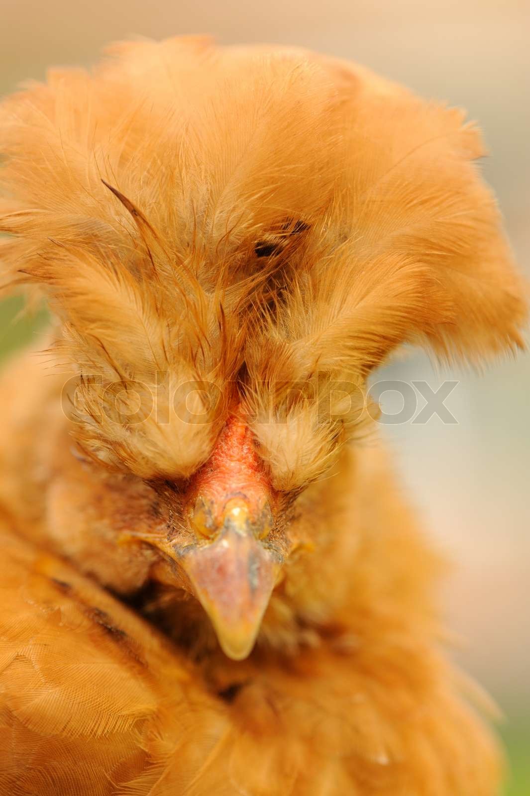 Funny Red Crested Chicken | Stock image | Colourbox Funny Red Crested Chicken | Stock image | Colourbox