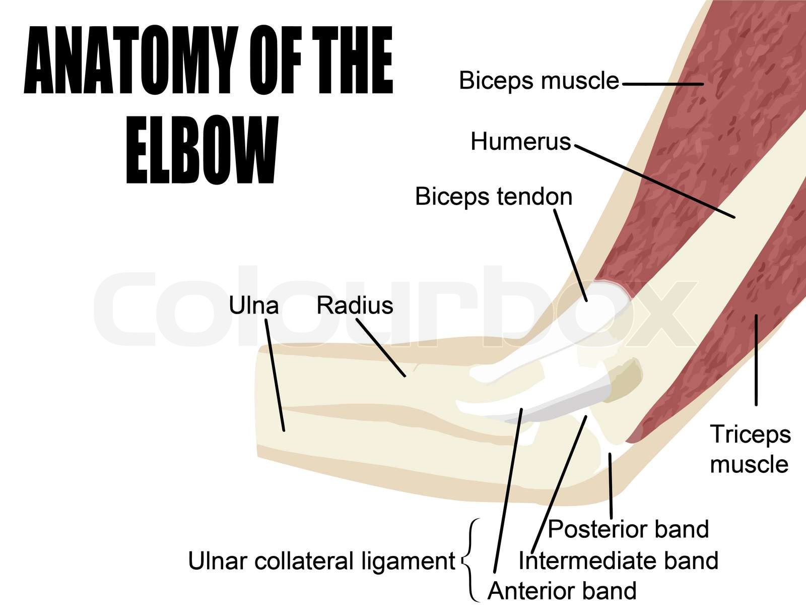 Anatomie des Ellenbogens StockVektor Colourbox