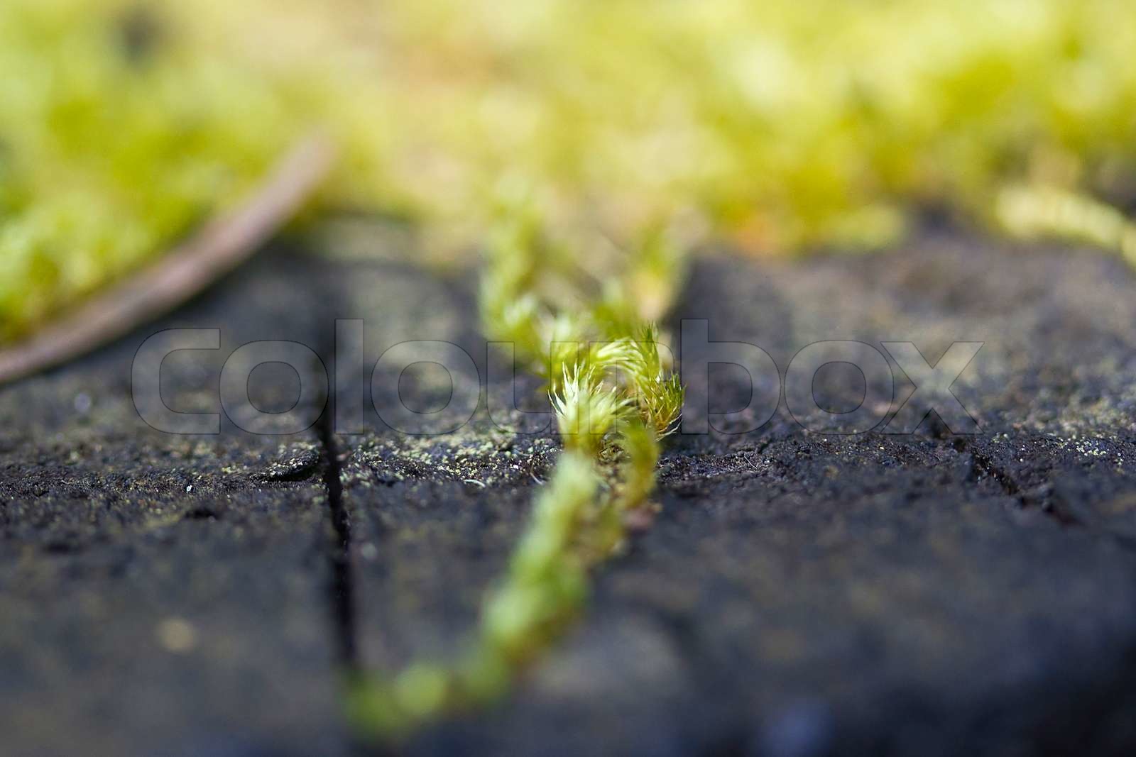 Moss | Stock Bild | Colourbox