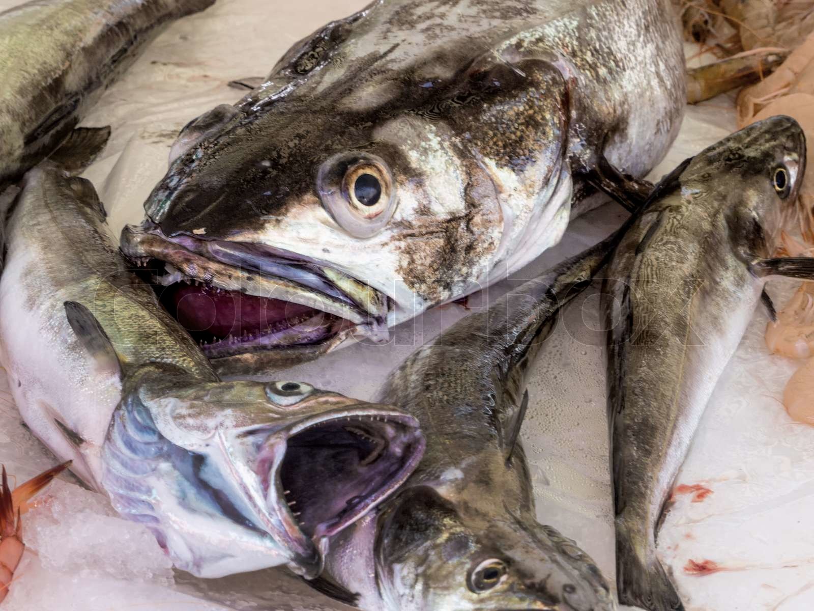 essbare Fische auf dem Markt | Stock Bild | Colourbox