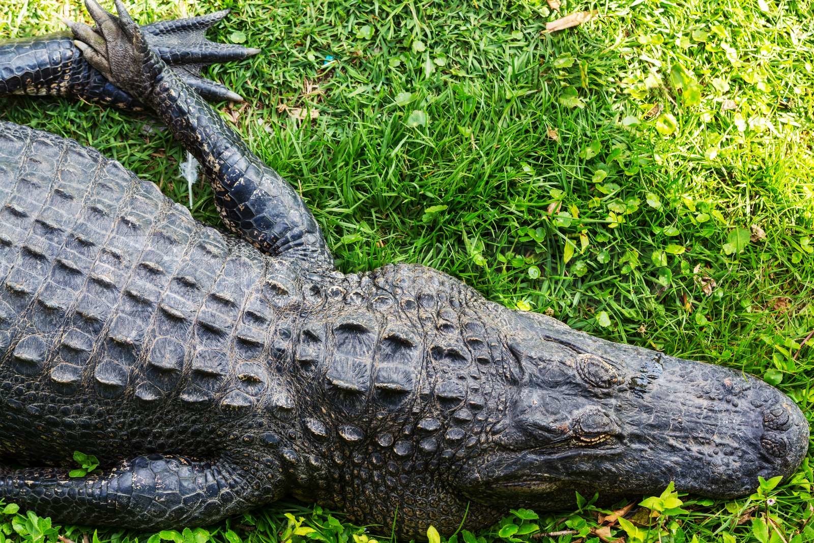 Alligator Stock foto Colourbox