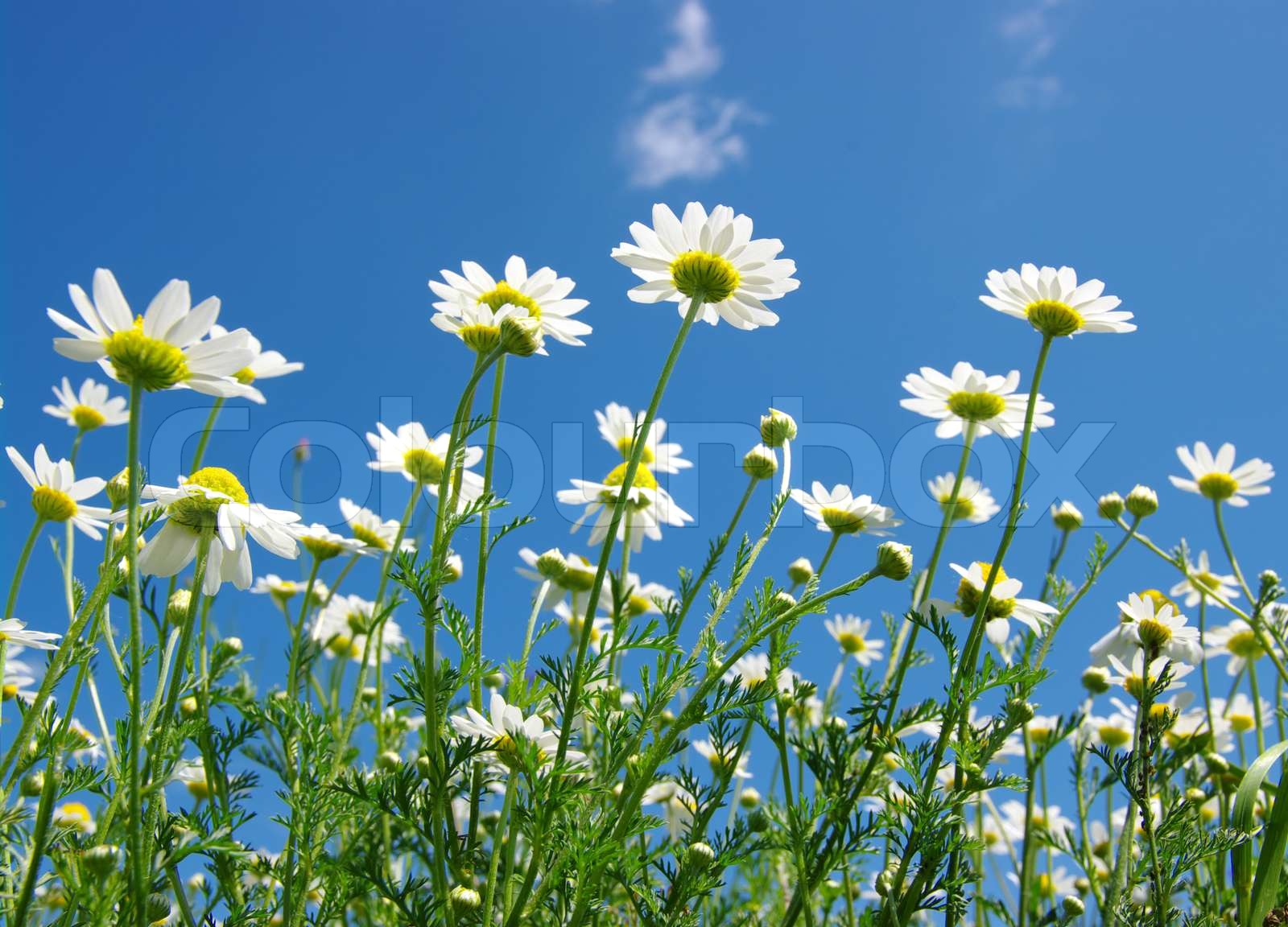 white daisies Stock image Colourbox