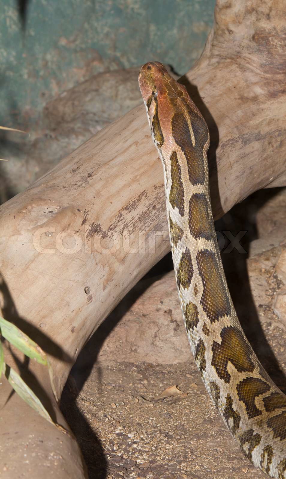 The piton | Stock image | Colourbox