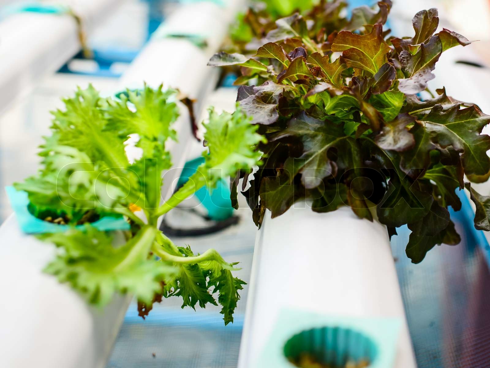 Hydroponics Vegetable ,the nutrition in the future Stock image