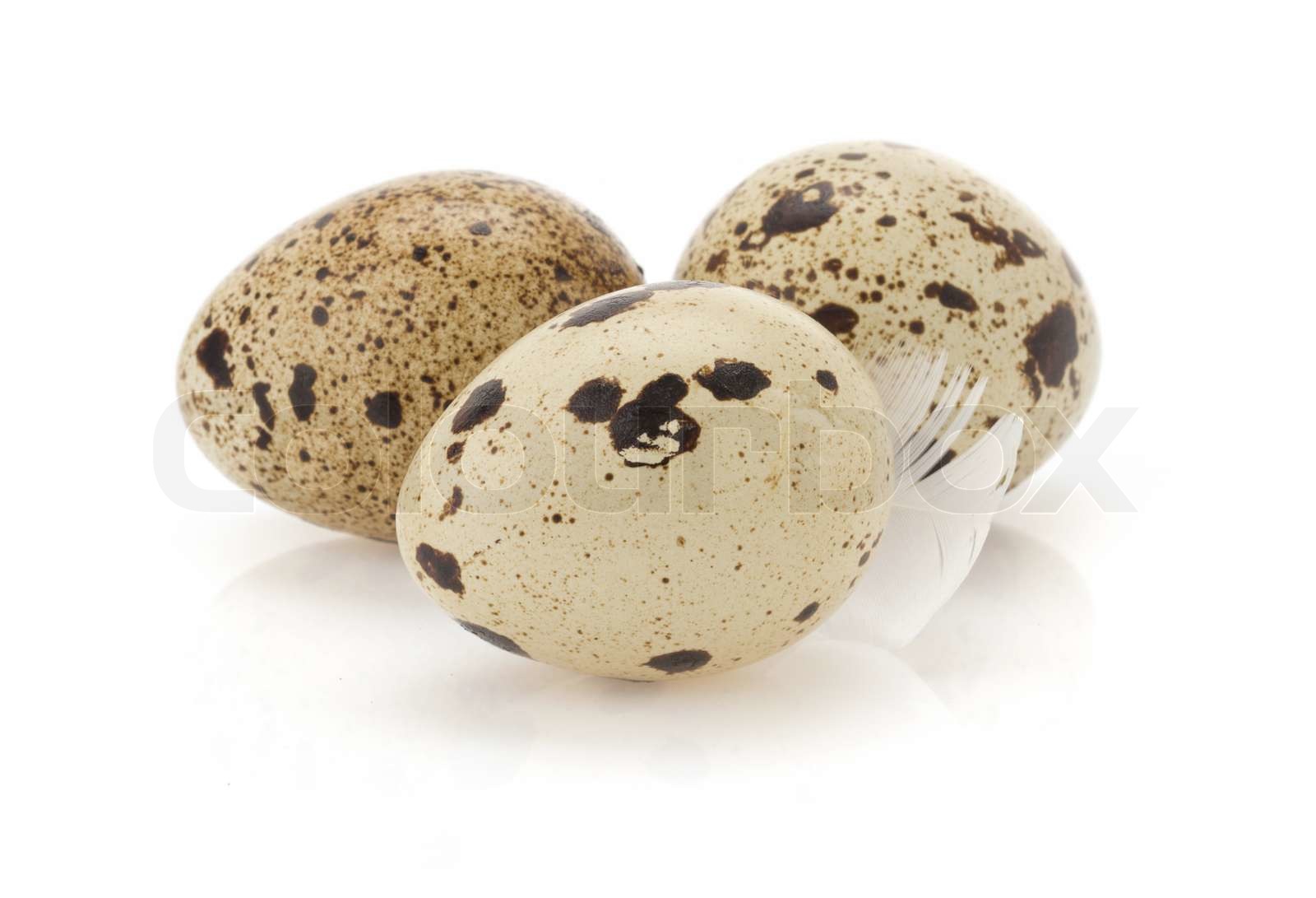 Wachtelei auf weiß Stock Bild Colourbox