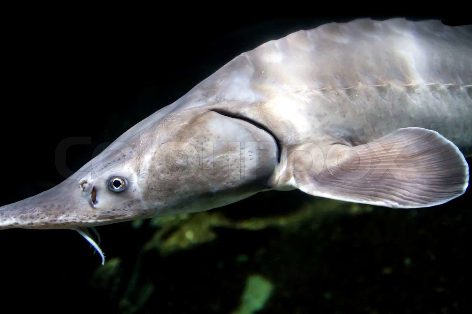 Fisch Störe Deutsch , Der Stör – PTJCCV