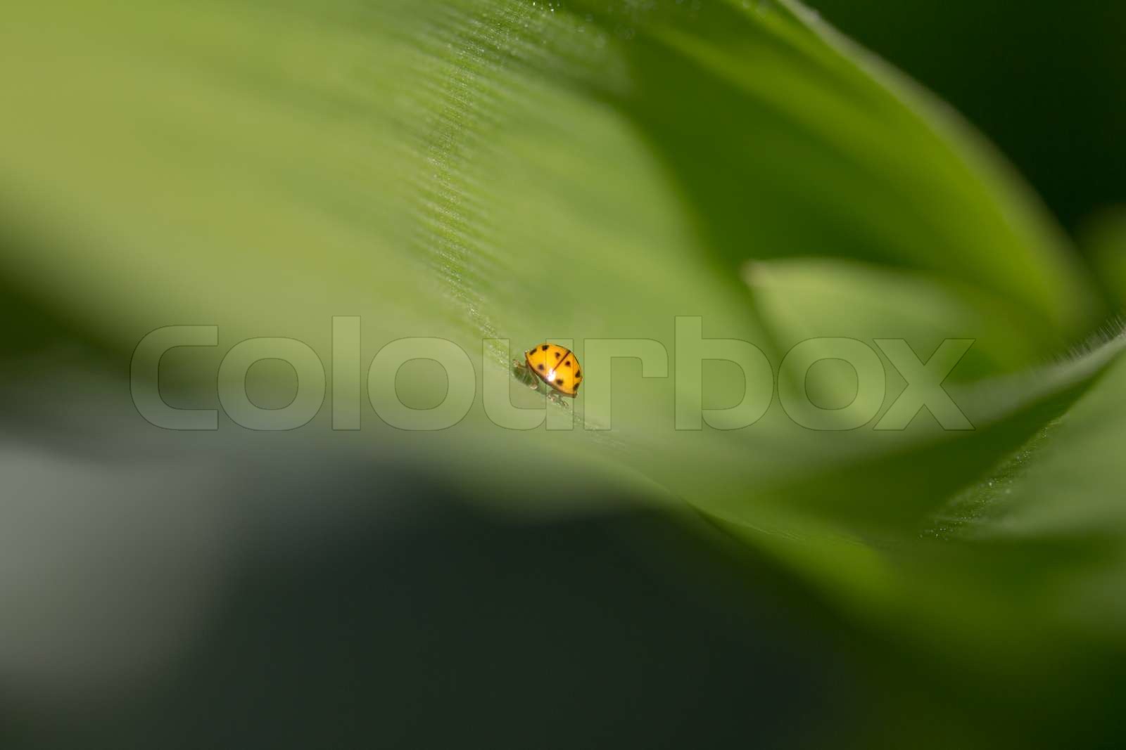 gelber Marienkäfer in der Natur Makro Stock Bild Colourbox