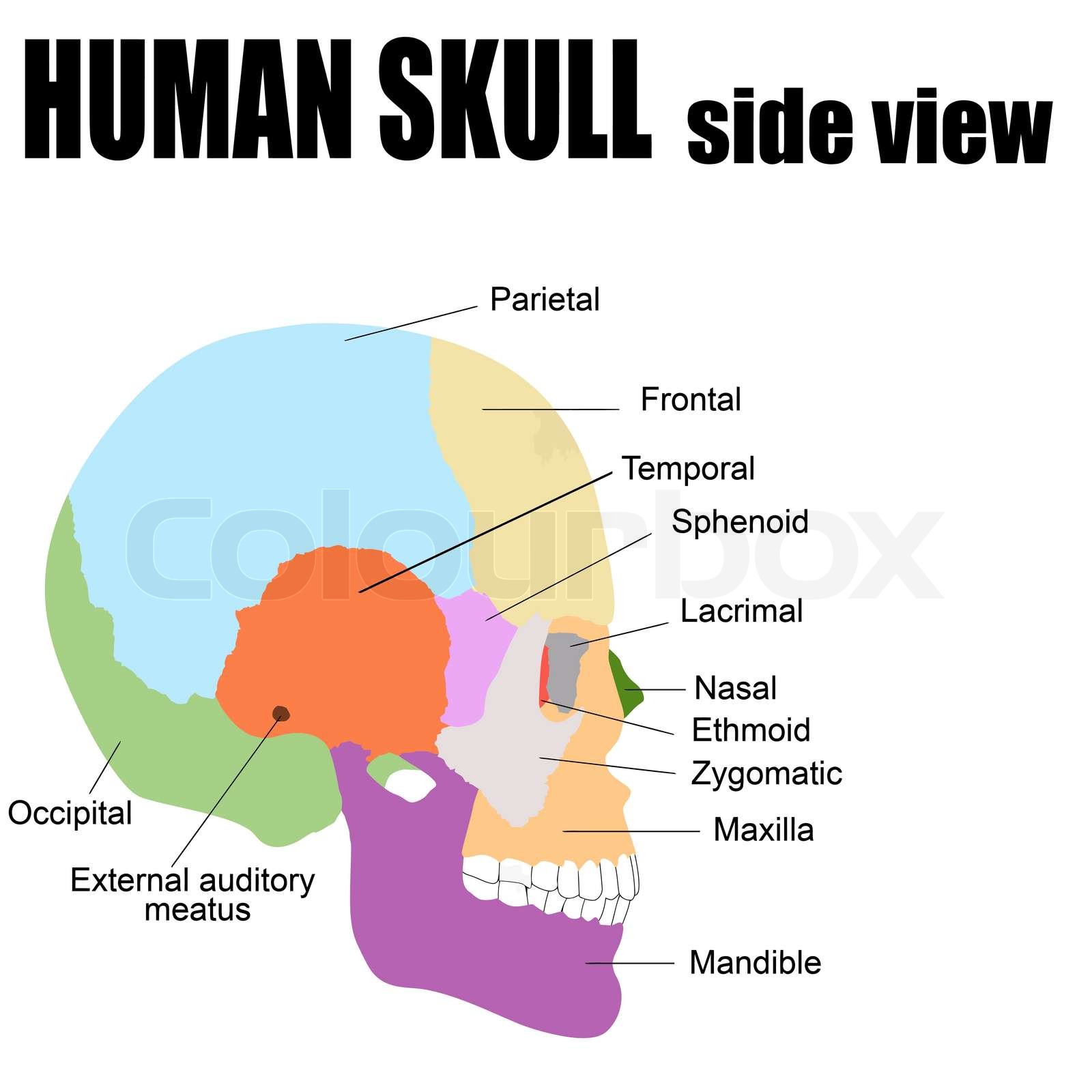Side view of Human Skull | Stock vector | Colourbox