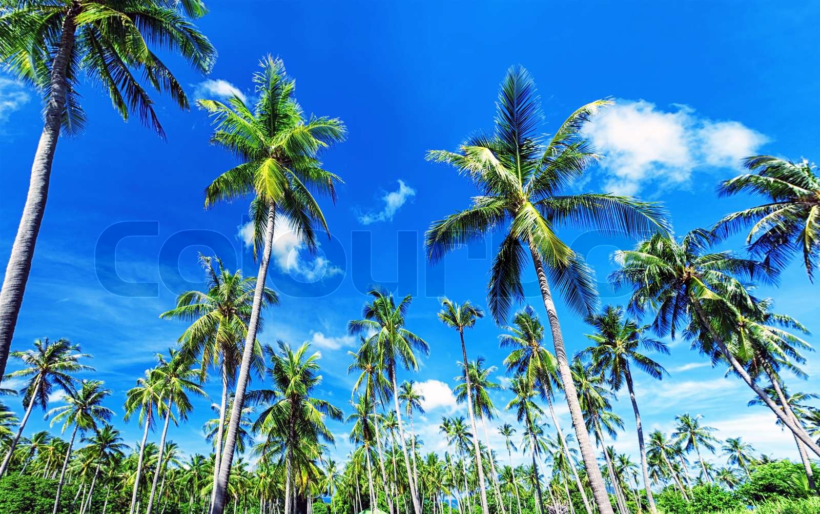 Fotohintergrund Sommer Palmen & Ozean – 238,8 X 177,8 Cm Vinyl Für Aloha-Party, YouTube, Fotos