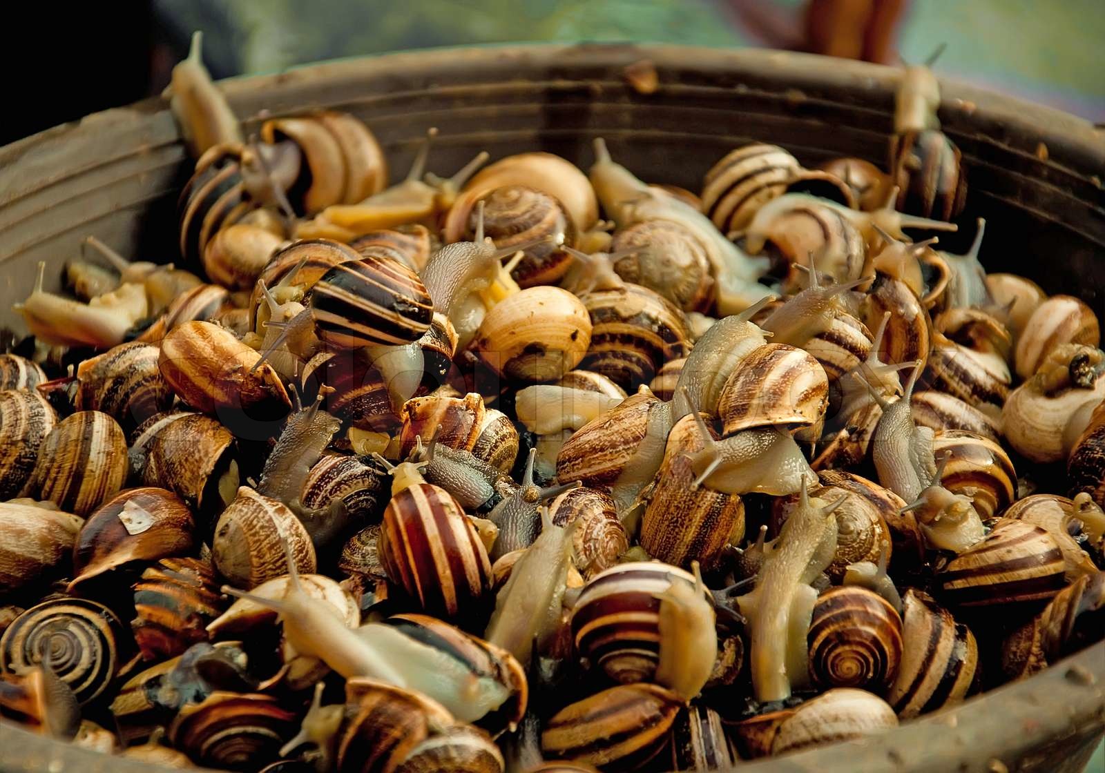 Live edible snails in a brown basket Stock image Colourbox
