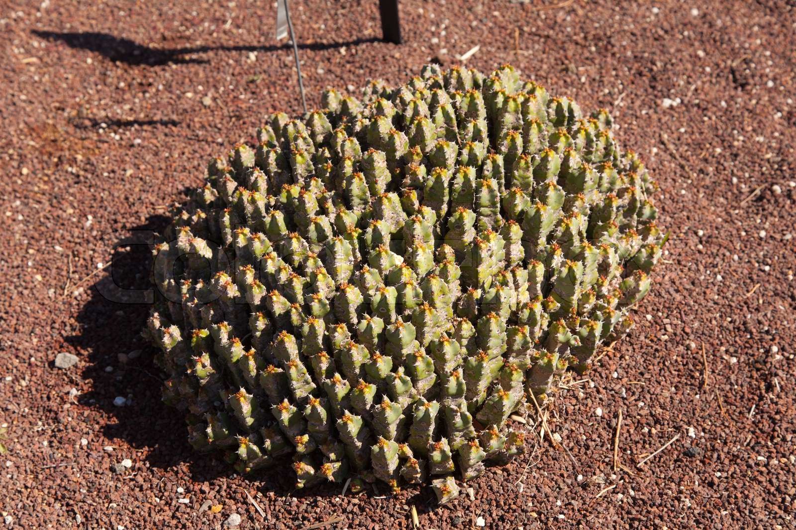 Euphorbia resinifera Stock image Colourbox