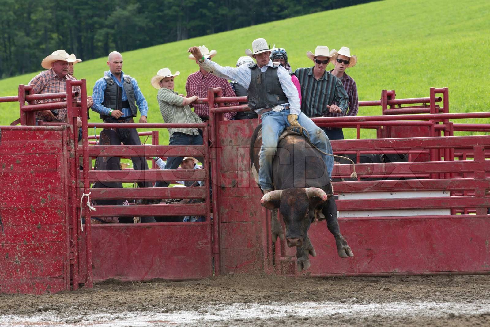 Ellicottville, NY July 7 A cowboy rides a bucking bull in the bull riding competition at the