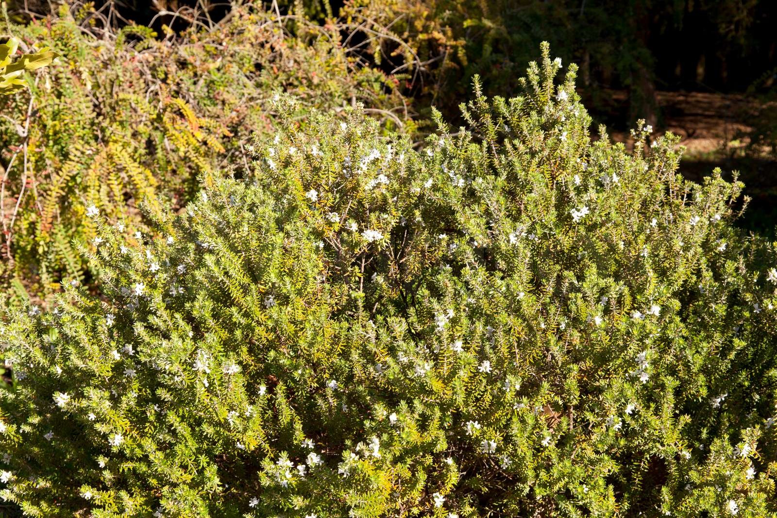 Westringia fruticosa Stock Bild Colourbox